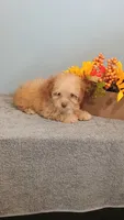 Peggy, a female Poodle - Toy  for sale in Effingham, IL – 3 of 7