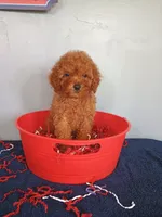 Cherry, a female Cavapoo for sale in Effingham, IL – 6 of 10