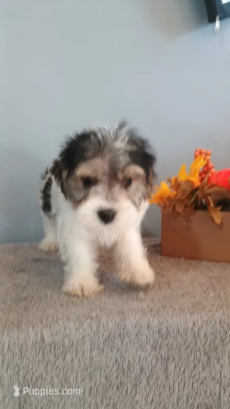 Pinto – Morkie puppy for sale in Effingham, IL