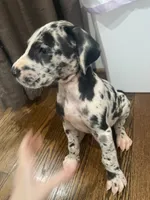 Flopolito, a male Great Dane for sale in Frederick, MD – 4 of 4