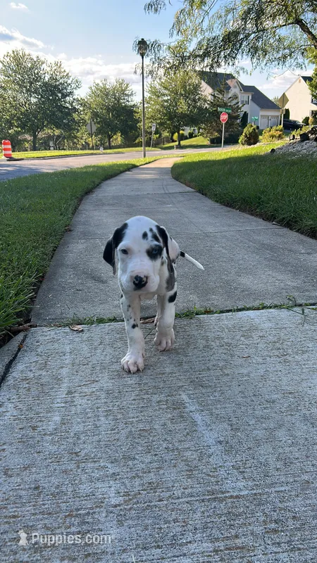 Chaleco – Great Dane puppy for sale in Frederick, MD
