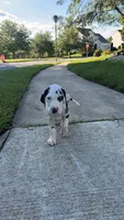 Chaleco, a male Great Dane for sale in Frederick, MD – 1 of 5
