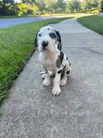 Chaleco, a male Great Dane for sale in Frederick, MD – 5 of 5
