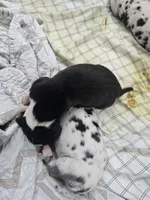Barbas, a female Great Dane for sale in Frederick, MD – 9 of 9