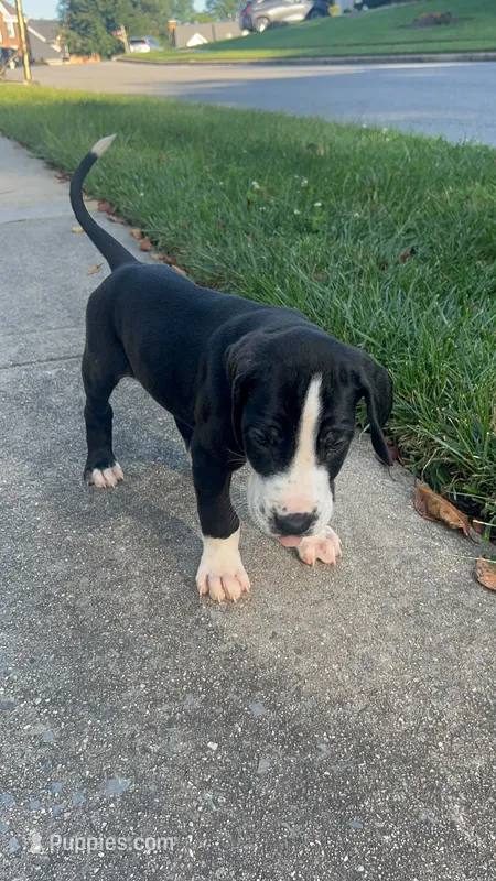 Chikito – Great Dane puppy for sale in Frederick, MD