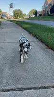 Barbas, a female Great Dane for sale in Frederick, MD – 2 of 9