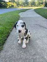 Chaleco, a male Great Dane for sale in Frederick, MD – 2 of 5