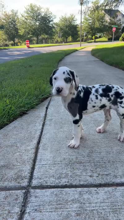 Chaleco, a male Great Dane for sale in Frederick, MD – 3 of 5