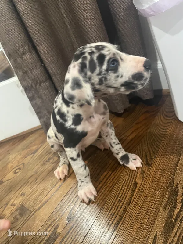 Parches – Great Dane puppy for sale in Frederick, MD