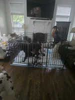 Barbas, a female Great Dane for sale in Frederick, MD – 4 of 9
