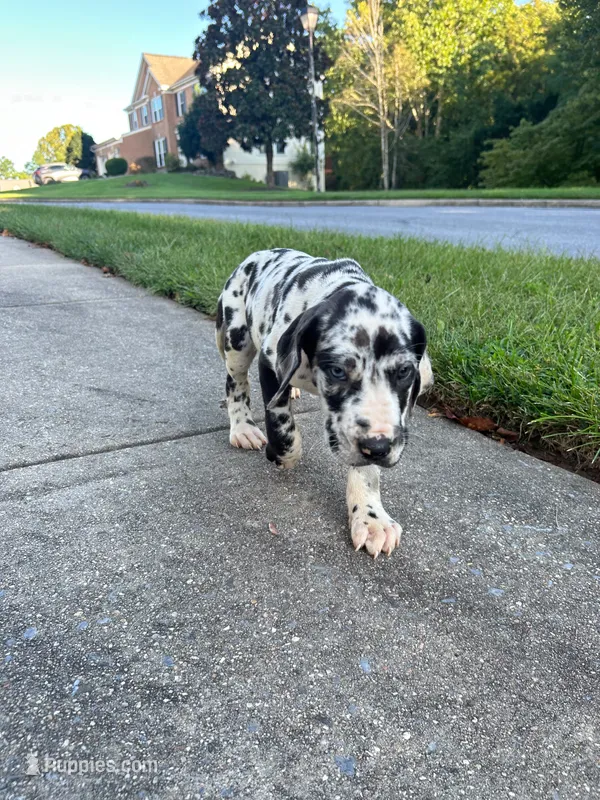 Barbas – Great Dane puppy for sale in Frederick, MD