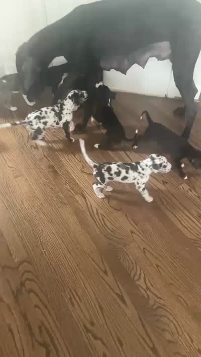 Barbas, a female Great Dane for sale in Frederick, MD – 6 of 9