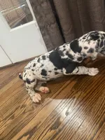 Flopolito, a male Great Dane for sale in Frederick, MD – 3 of 4