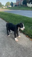Chikito, a male Great Dane for sale in Frederick, MD – 3 of 4
