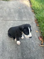 Chikito, a male Great Dane for sale in Frederick, MD – 2 of 4