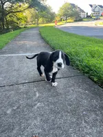 Chikito, a male Great Dane for sale in Frederick, MD – 4 of 4