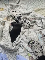 Barbas, a female Great Dane for sale in Frederick, MD – 7 of 9