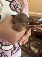 Brownie, a male Chihuahua and Miniature Pinscher for sale in Martinsburg, WV – 1 of 2