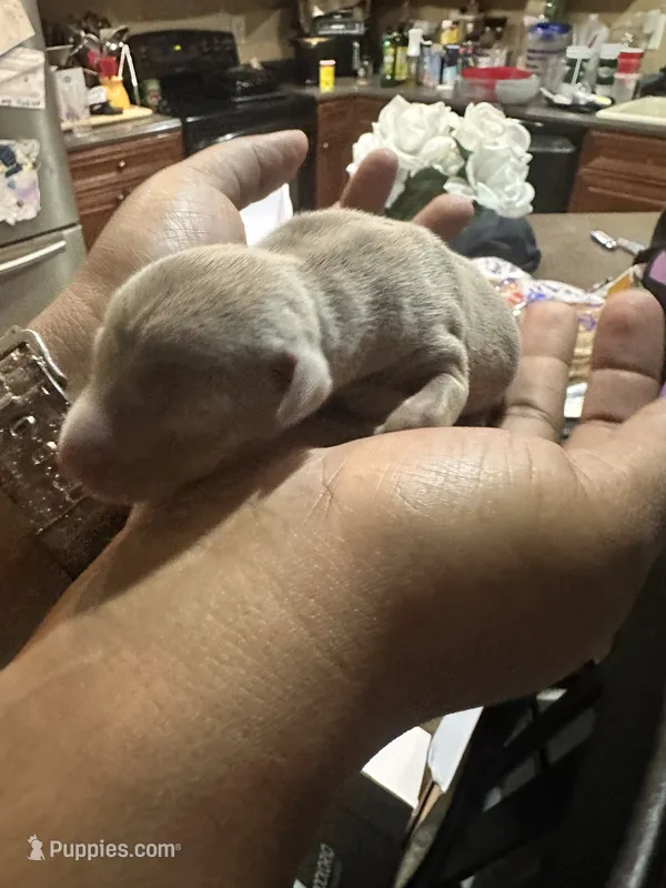 Silva – Miniature Pinscher puppy for sale in Martinsburg, WV