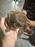 Chocolate, a female Miniature Pinscher for sale in Martinsburg, WV – 2 of 2