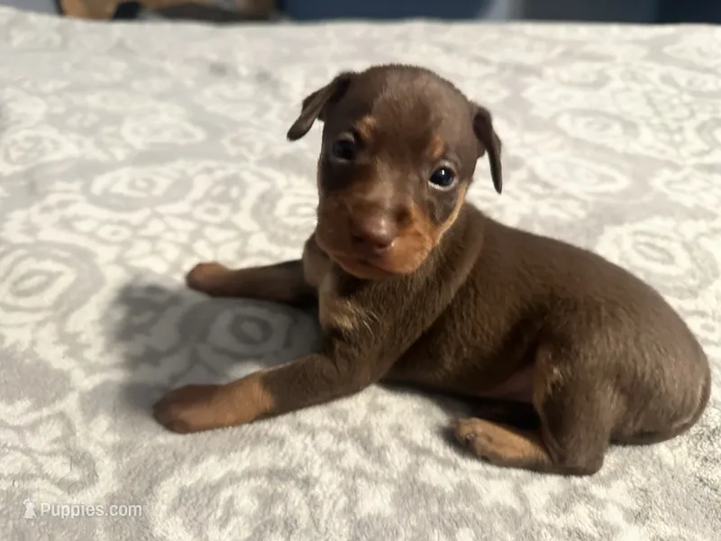 Chocolate – Miniature Pinscher puppy for sale in Martinsburg, WV