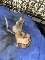 Silva, a female Miniature Pinscher for sale in Martinsburg, WV – 2 of 2