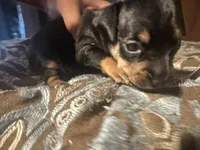 Chunky , a male Chihuahua and Miniature Pinscher for sale in Martinsburg, WV – 3 of 5