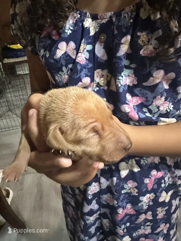 Red – Miniature Pinscher puppy for sale in Martinsburg, WV
