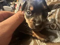 Chunky , a male Chihuahua and Miniature Pinscher for sale in Martinsburg, WV – 5 of 5