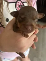 Brownie, a male Chihuahua and Miniature Pinscher for sale in Martinsburg, WV – 2 of 2