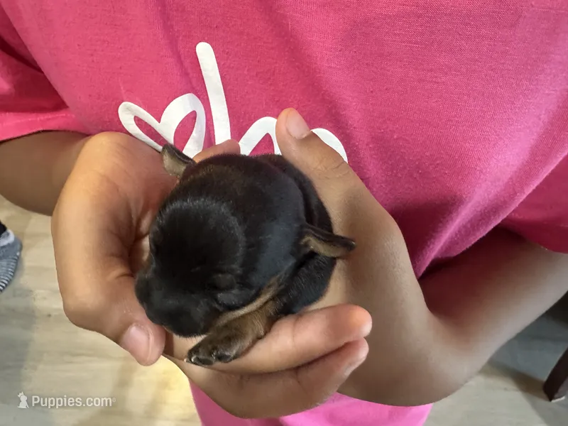 Onyx – Chihuahua, Miniature Pinscher puppy for sale in Martinsburg, WV