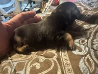 Chunky , a male Chihuahua and Miniature Pinscher for sale in Martinsburg, WV – 4 of 5