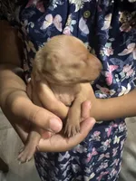 Red, a female Miniature Pinscher for sale in Martinsburg, WV – 2 of 2