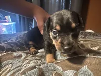 Chunky , a male Chihuahua and Miniature Pinscher for sale in Martinsburg, WV – 2 of 5