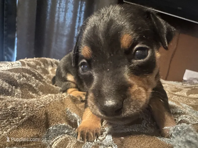 Chunky  – Chihuahua, Miniature Pinscher puppy for sale in Martinsburg, WV