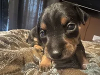 Chunky , a male Chihuahua and Miniature Pinscher for sale in Martinsburg, WV – 1 of 5