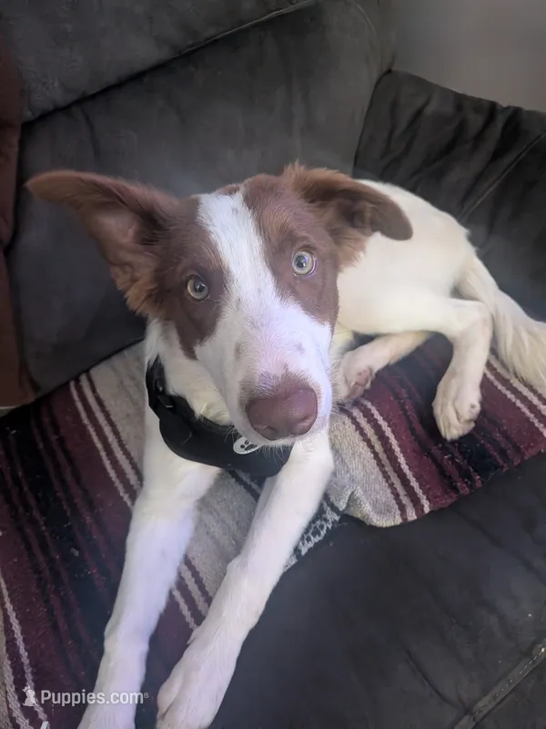 Milo – Border Collie puppy for sale in East Liverpool, OH
