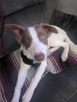 Milo, a male Border Collie for sale in East Liverpool, OH – 1 of 1