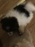 Not named , a male Pomeranian for sale in Jones, OK – 2 of 7