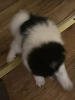 Not named , a male Pomeranian for sale in Jones, OK – 3 of 7