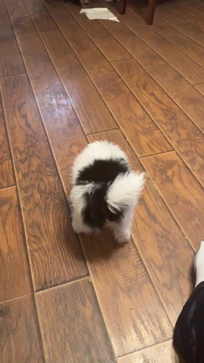 Not named , a male Pomeranian for sale in Jones, OK – 7 of 7