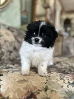 Not named , a male Pomeranian for sale in Jones, OK – 6 of 7