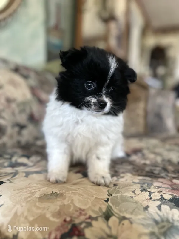 Not named , a male Pomeranian for sale in Jones, OK – 1 of 7