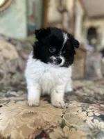 Not named , a male Pomeranian for sale in Jones, OK – 1 of 7