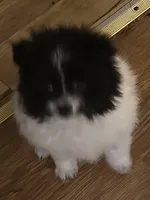 Not named , a male Pomeranian for sale in Jones, OK – 4 of 7