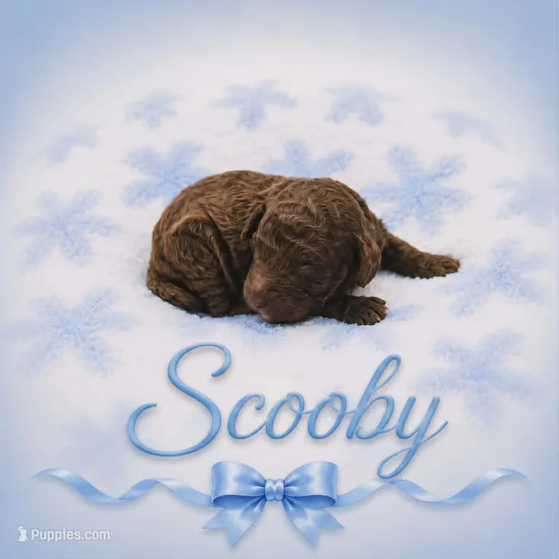 Scooby – Goldendoodle puppy for sale in Clinton, SC