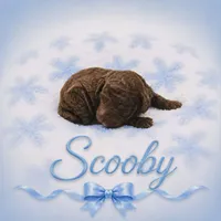 Scooby, a male Goldendoodle for sale in Clinton, SC – 1 of 1