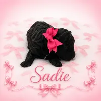 Sadie , a female Goldendoodle for sale in Clinton, SC – 2 of 3