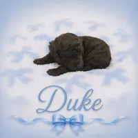 Duke, a male Goldendoodle for sale in Clinton, SC – 1 of 1
