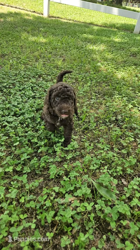 Sadie  – Goldendoodle puppy for sale in Clinton, SC